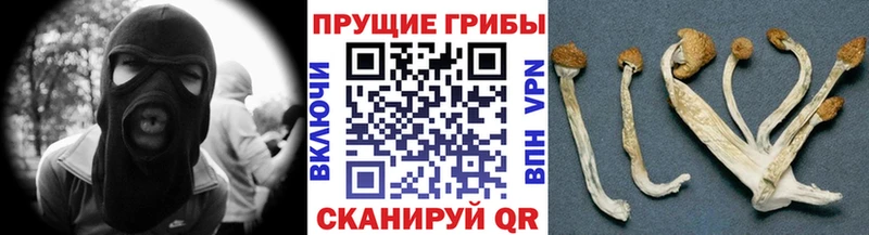 Купить  Новоалександровск  Псилоцибиновые грибы Psilocybine cubensis 